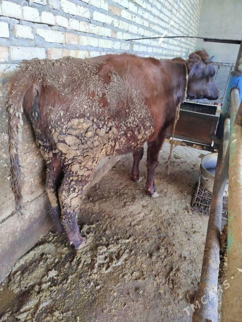 Tüwe - Бахарден - img 3