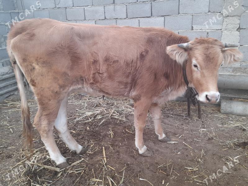 tuwe - Gyzylarbat - img 3