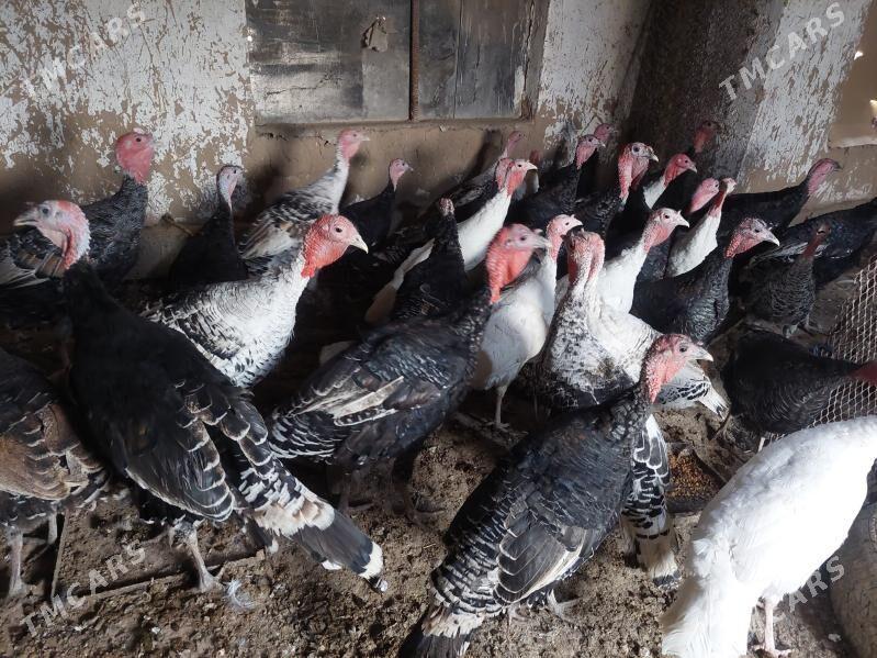 induk - Теджен - img 4