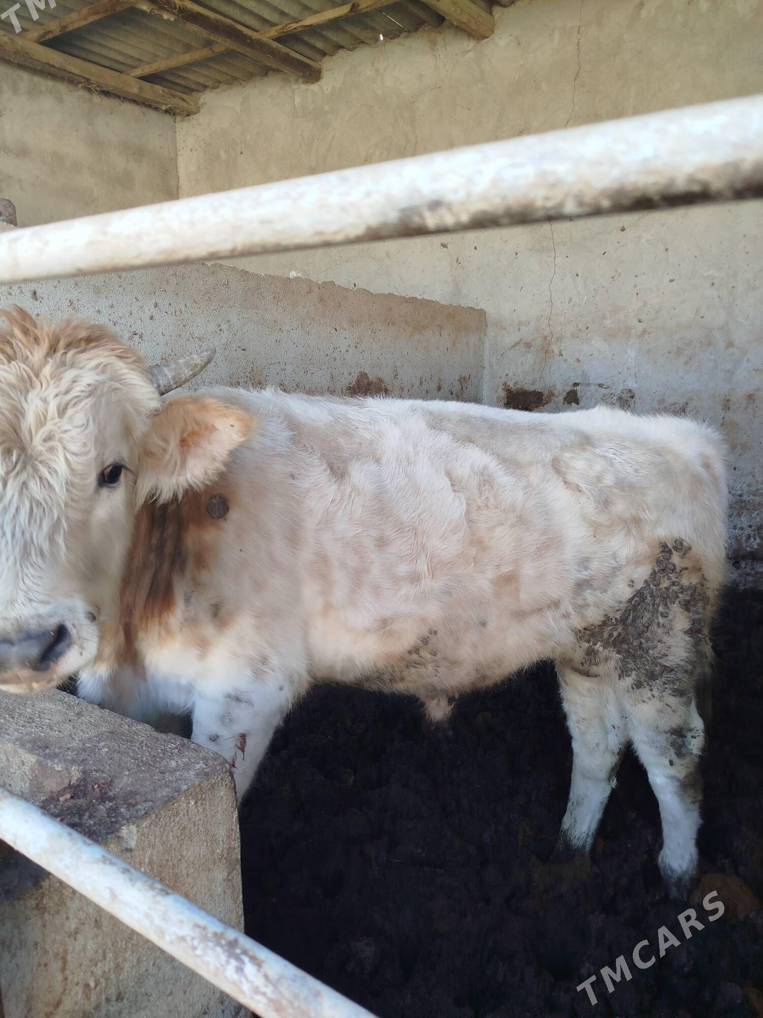 ОКУЗ - Херрикгала - img 3