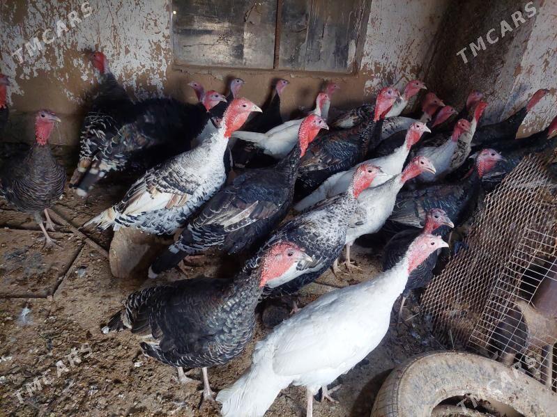 induk - Теджен - img 2