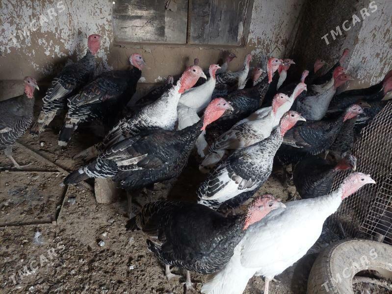 induk - Теджен - img 3