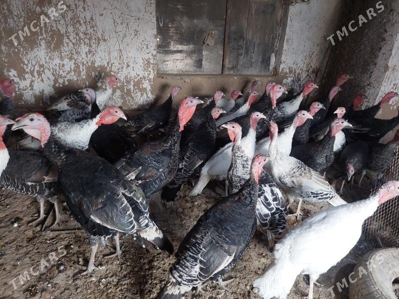 induk - Теджен - img 5