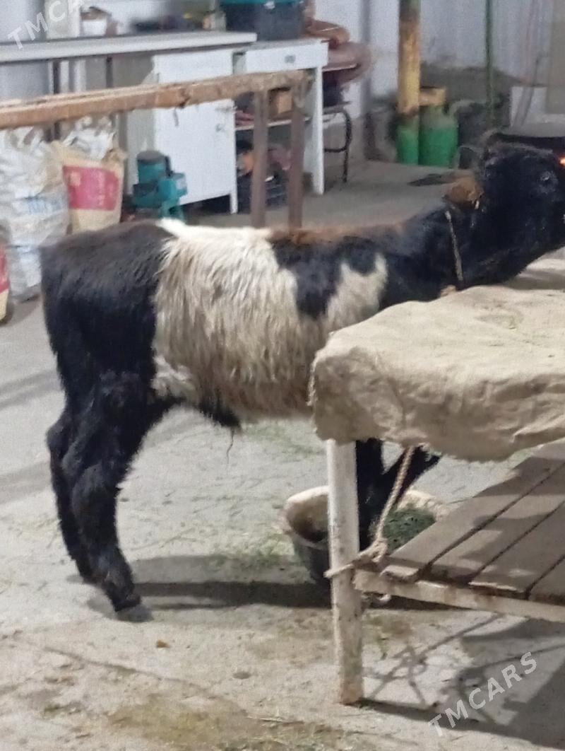 okuz - Hitrowka - img 3