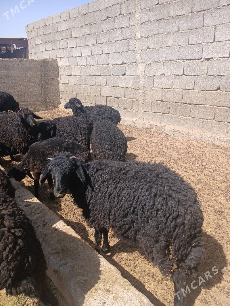 Tokli - Ашхабад - img 2