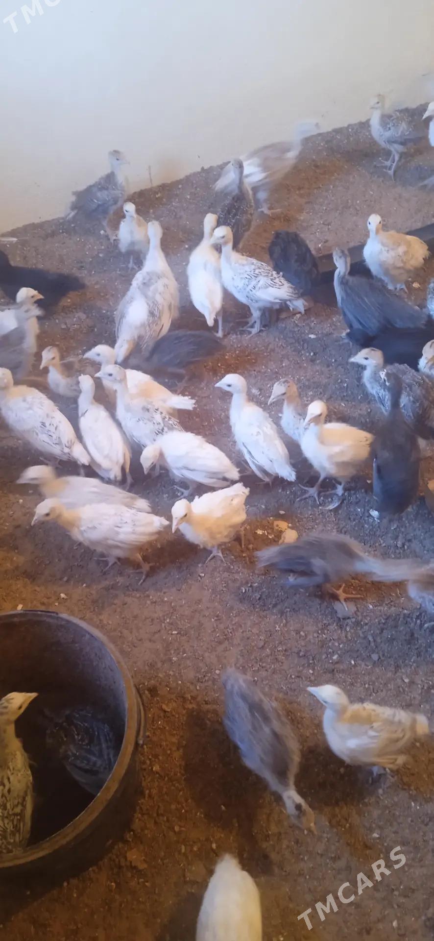 induk juyje - Анев - img 2