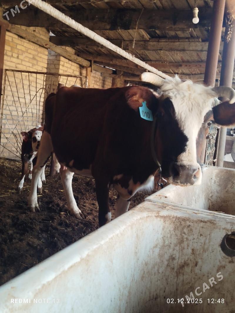 Ojekli Sygyr - Туркменабат - img 1