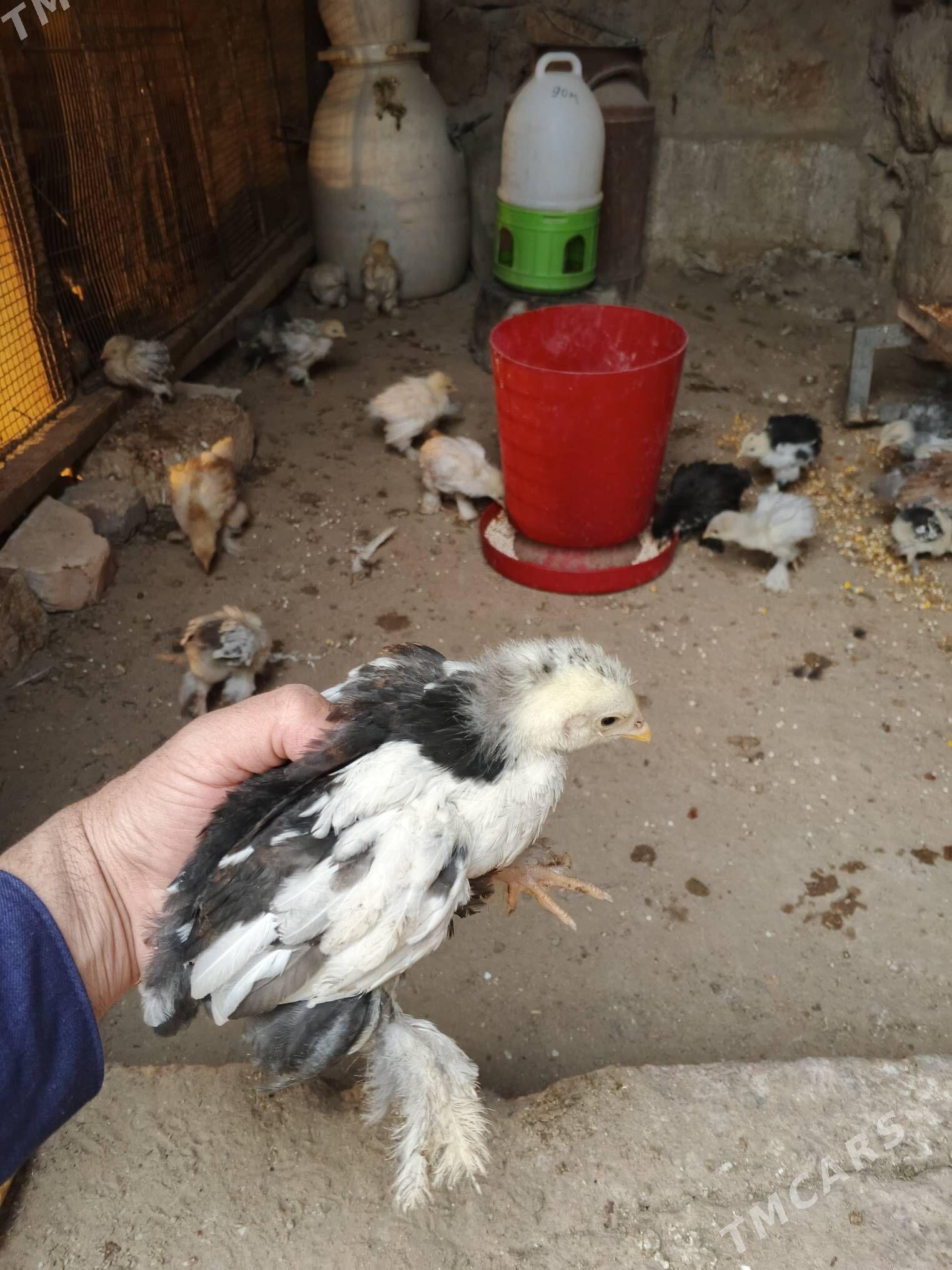 brama - Jebel - img 2