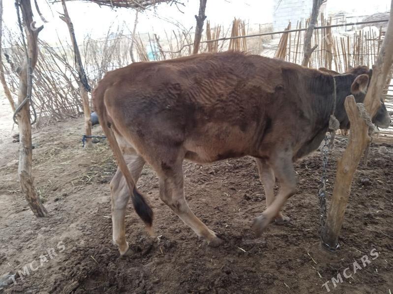 tuwe - Babadaýhan - img 2