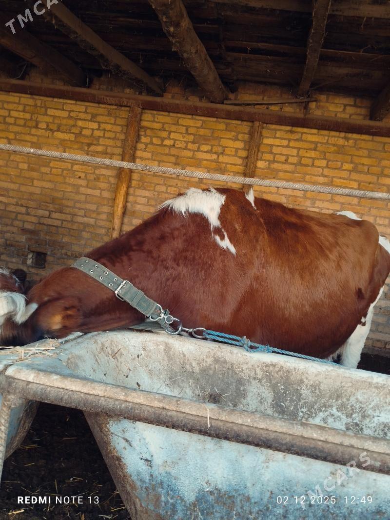 Ojekli Sygyr - Туркменабат - img 4