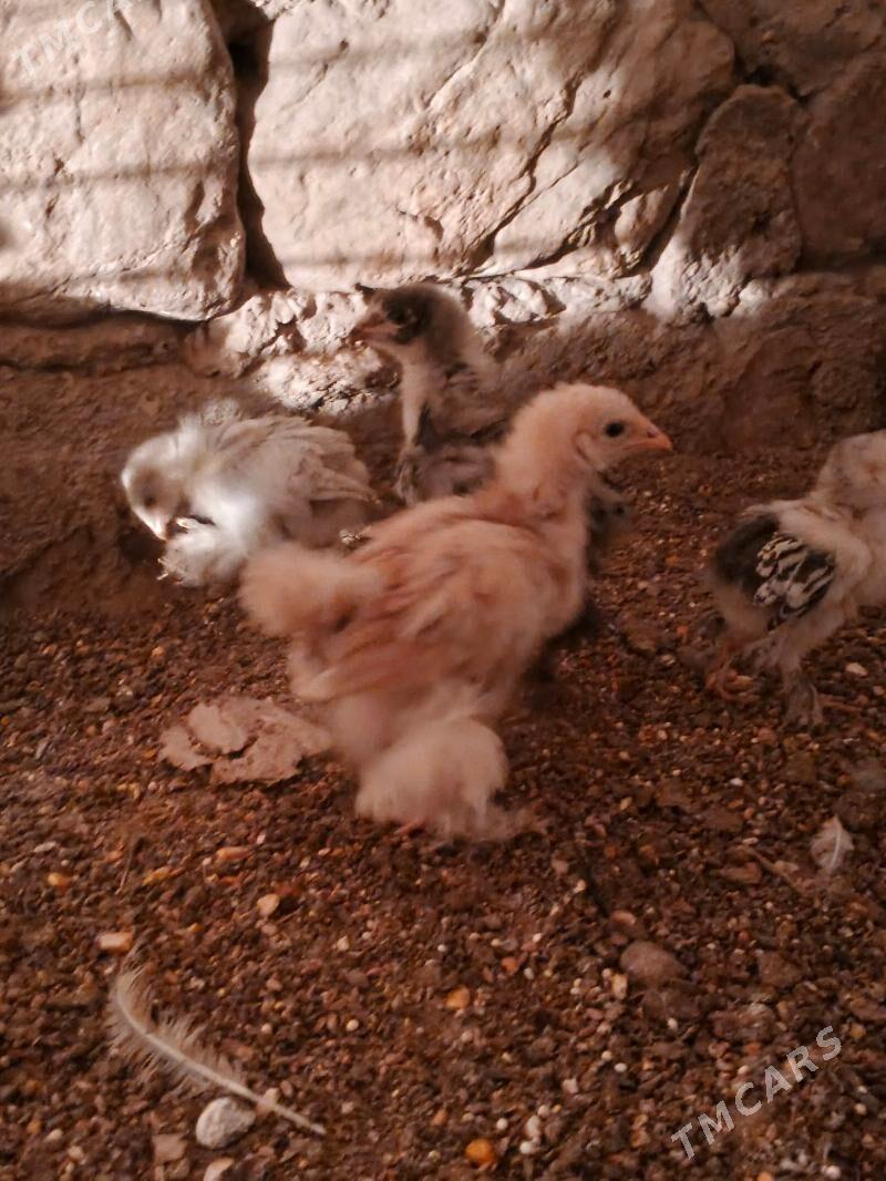 brama - Jebel - img 5