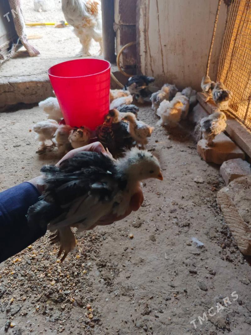 brama - Jebel - img 4