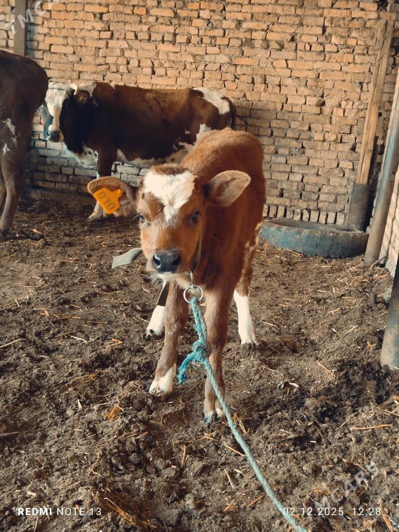 Ojekli Sygyr - Туркменабат - img 2