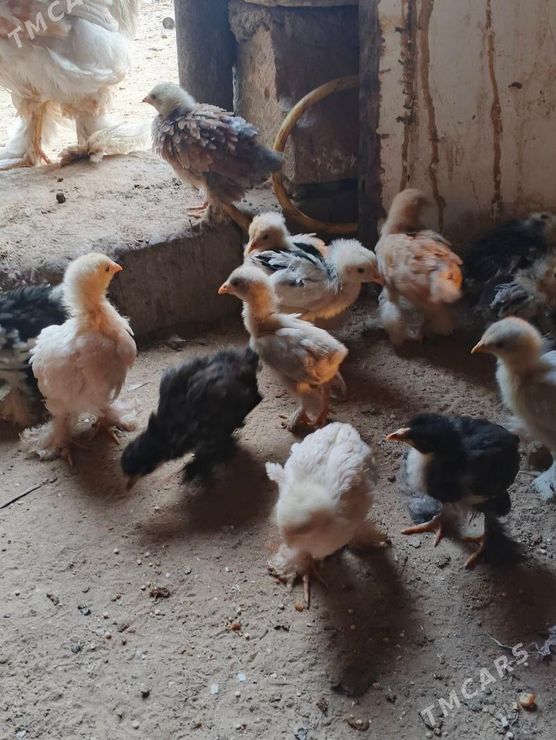 brama - Jebel - img 3