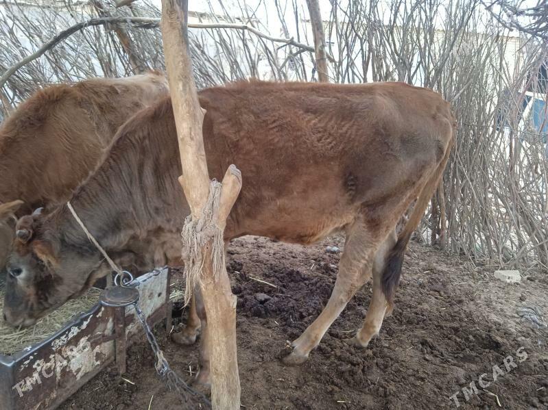 tuwe - Babadaýhan - img 4