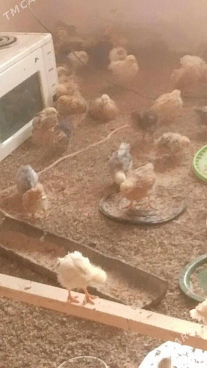 Çüýje - Байрамали - img 3