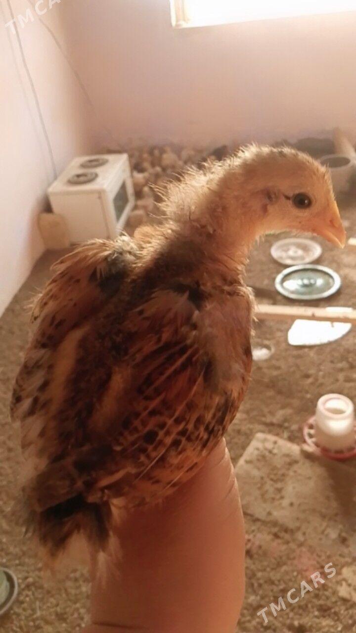 Çüýje - Байрамали - img 2