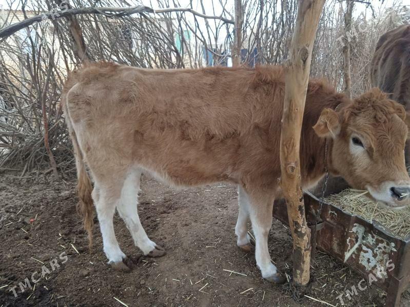 tuwe - Babadaýhan - img 4