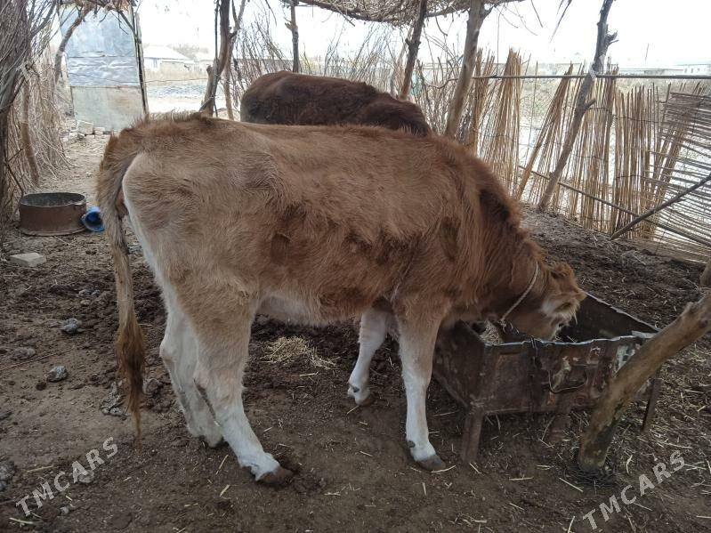 tuwe - Babadaýhan - img 1