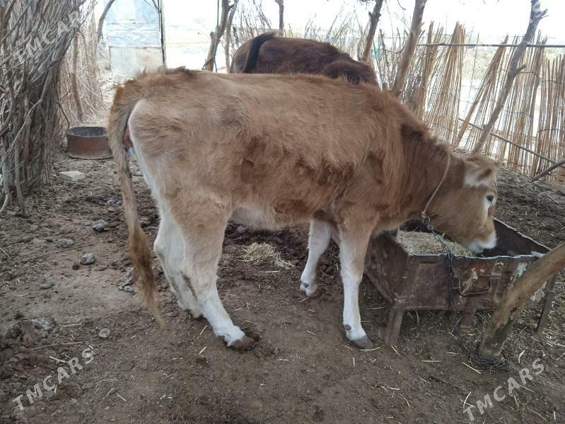 tuwe - Babadaýhan - img 2