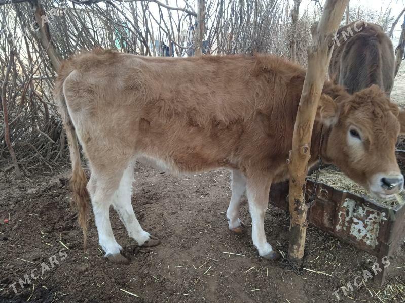 tuwe - Babadaýhan - img 3