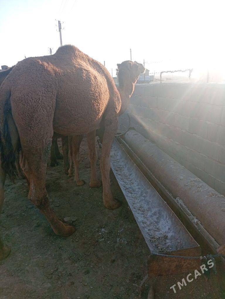 duye - Берекет - img 2