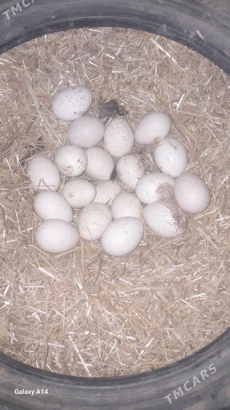 Induk yumurtga - Гороглы (Тагта) - img 3