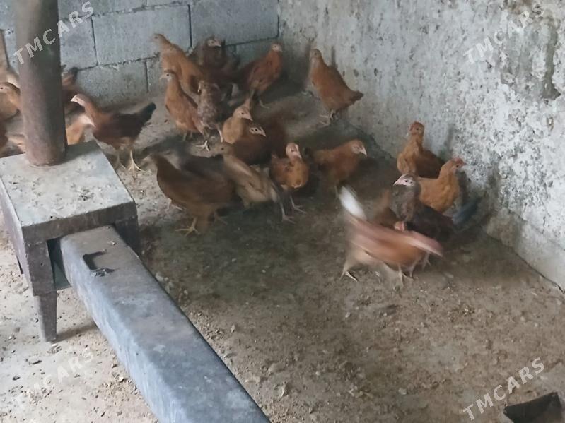 juje 3 ay - Aşgabat - img 3