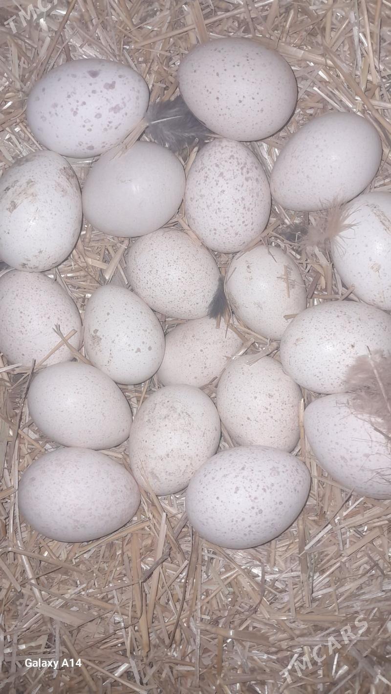 Induk yumurtga - Гороглы (Тагта) - img 2