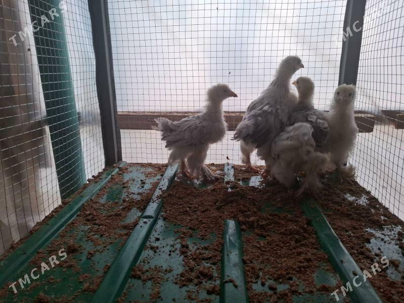 Balgar jüýjeler - Тязе заман - img 2