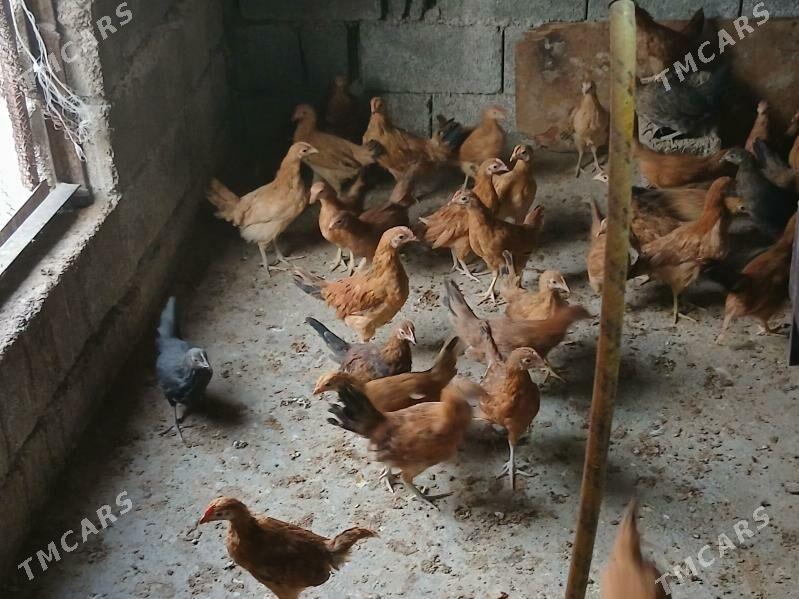 juje 3 ay - Aşgabat - img 4