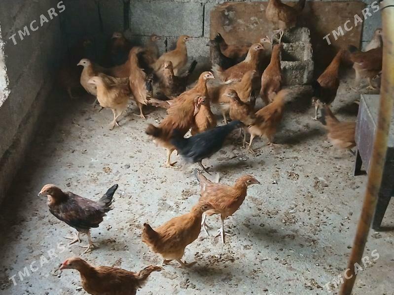 juje 3 ay - Aşgabat - img 2