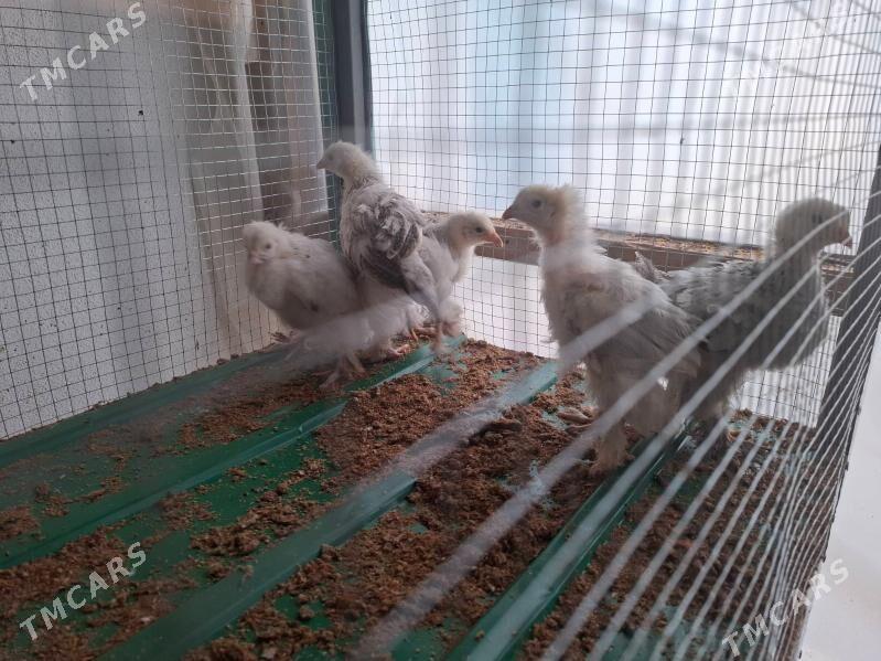 Balgar jüýjeler - Тязе заман - img 3