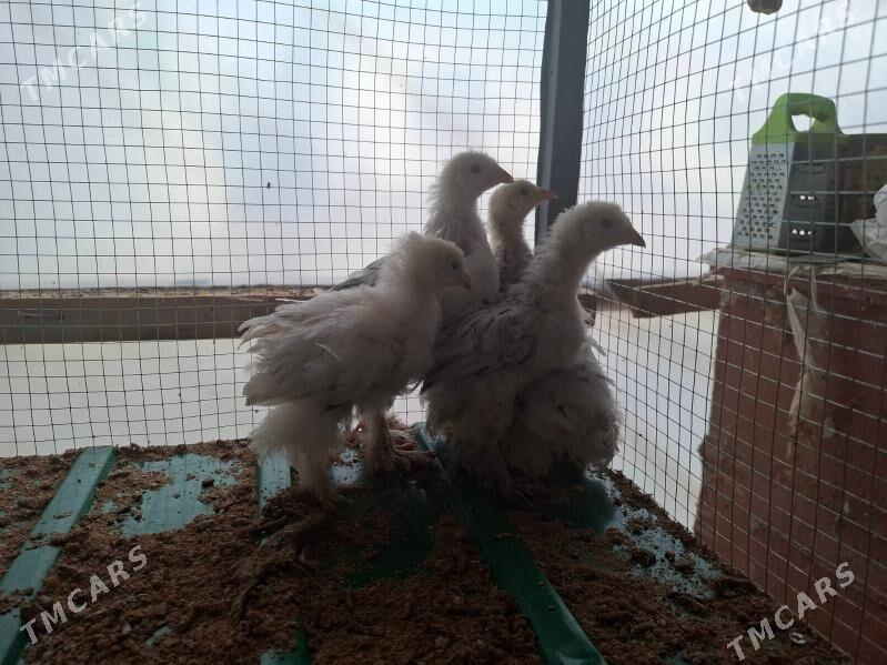 Balgar jüýjeler - Тязе заман - img 4