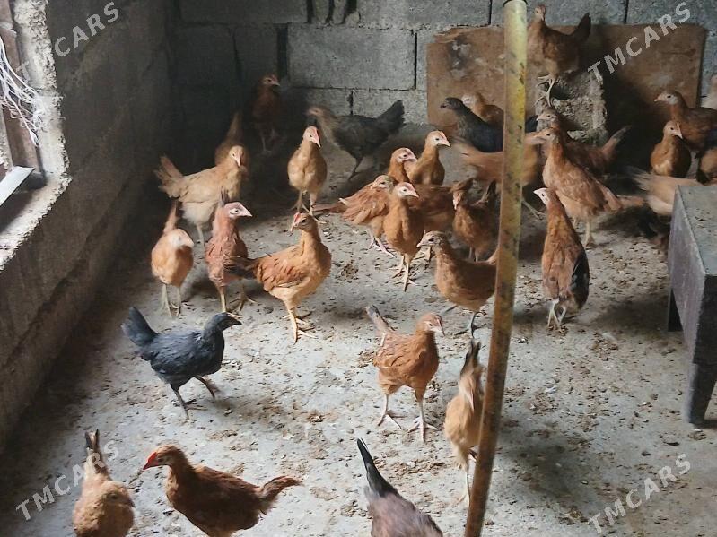 juje 3 ay - Aşgabat - img 5