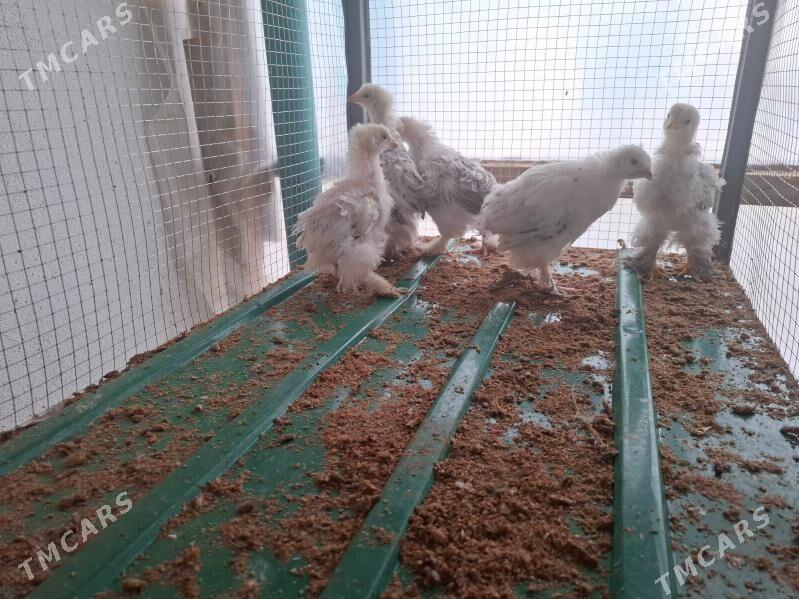 Balgar jüýjeler - Тязе заман - img 1