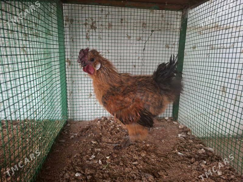 Towşan tüý horaz - Täze zaman - img 2