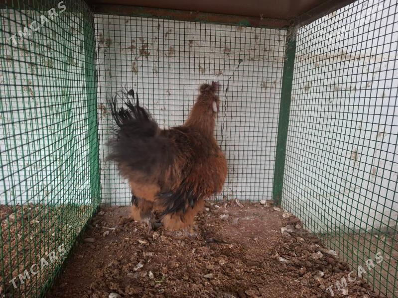 Towşan tüý horaz - Täze zaman - img 3