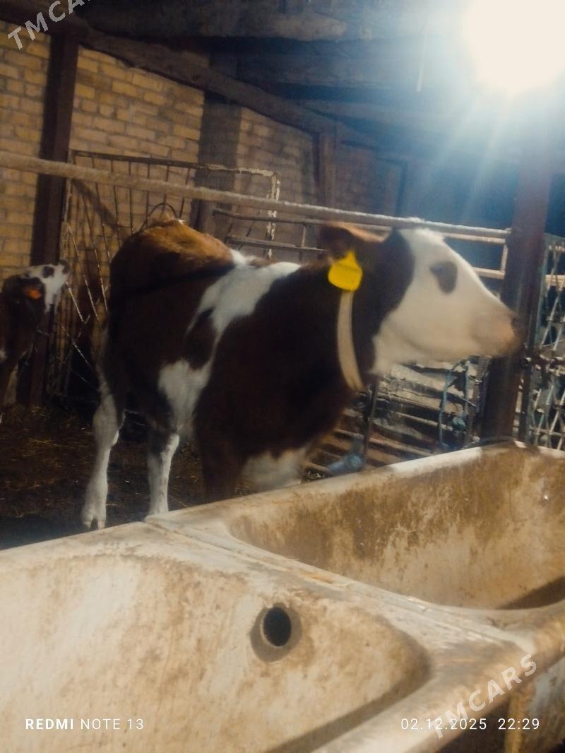 Simmental Fleckvieh Unajyn - Туркменабат - img 2