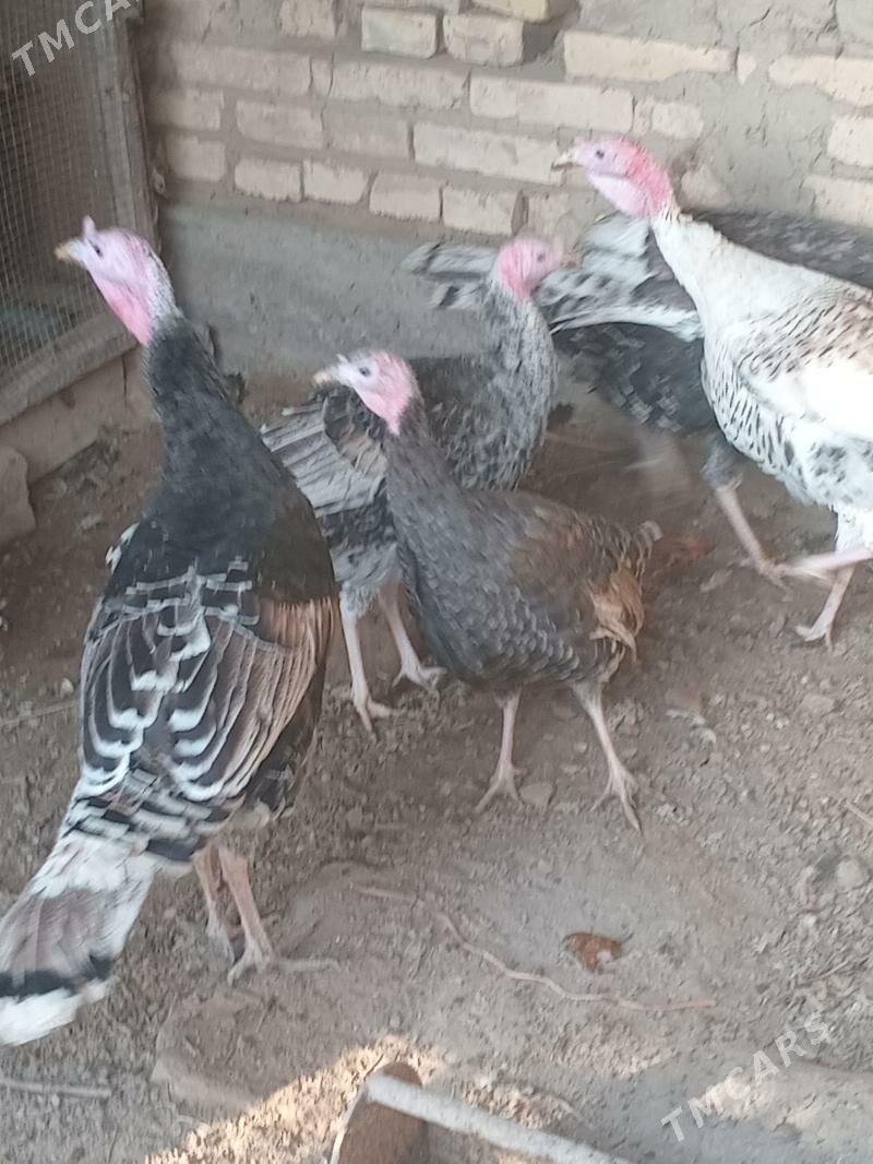 индюк, - Фарап - img 2