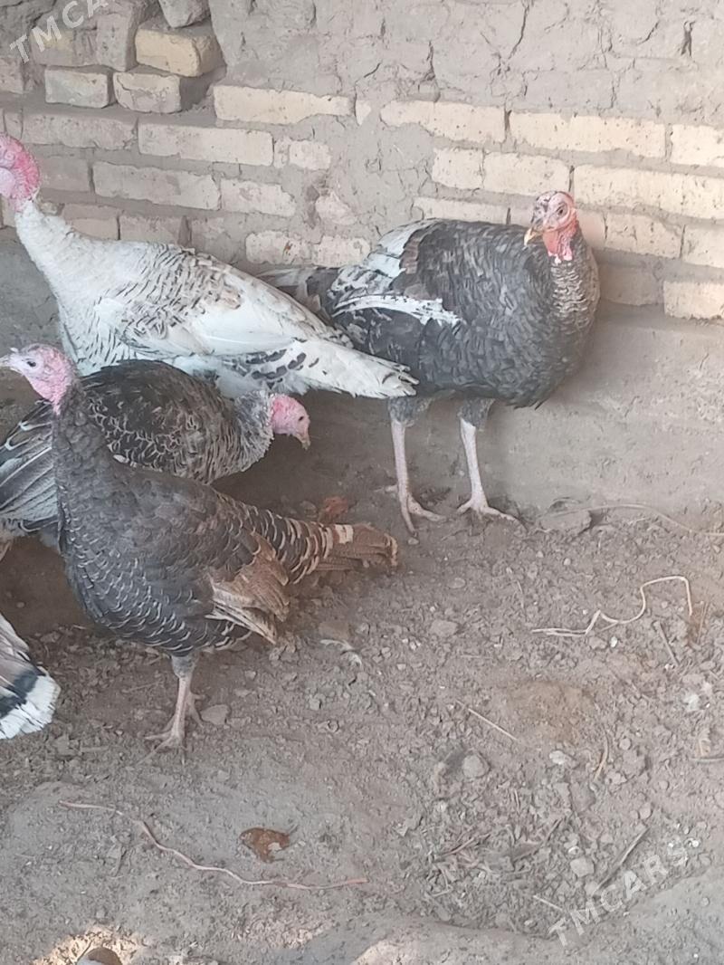 индюк, - Фарап - img 3