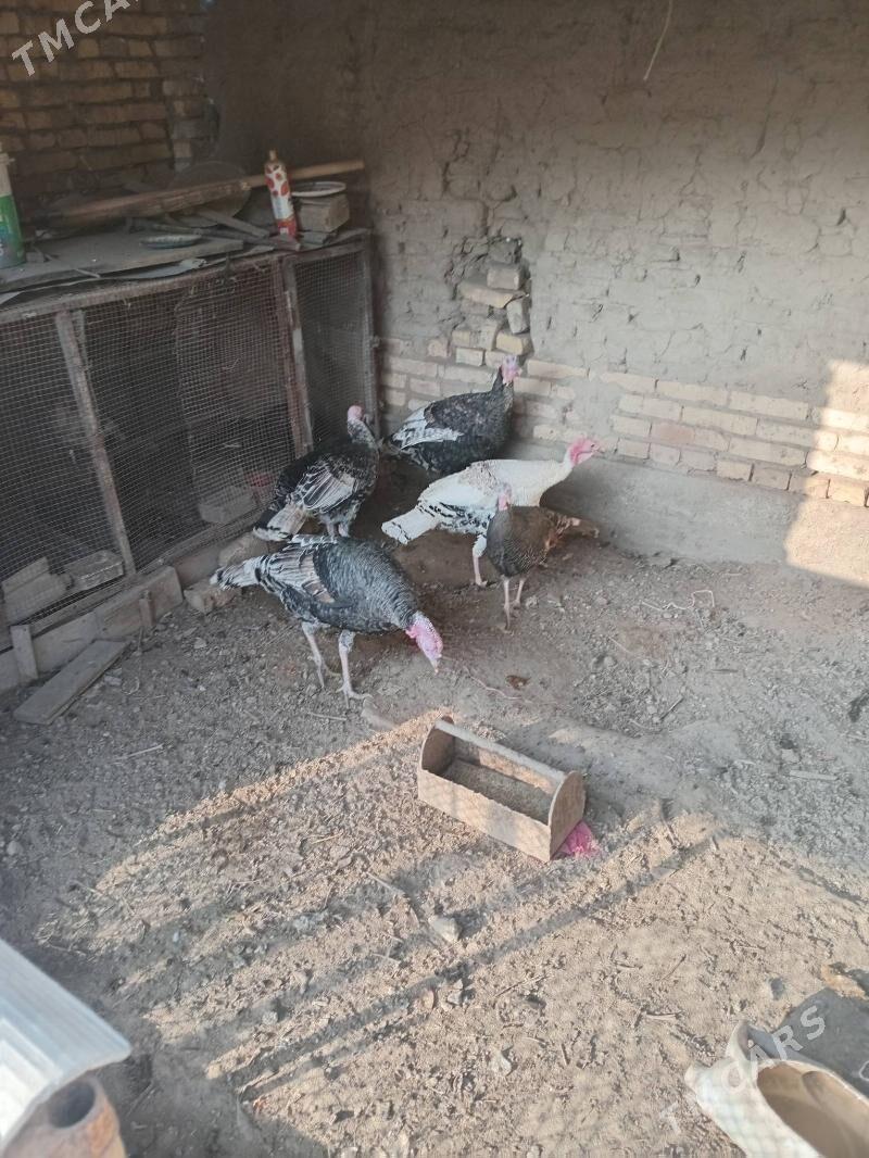 индюк, - Фарап - img 4