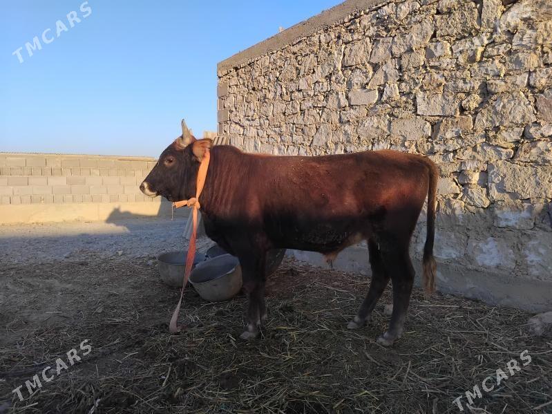 oküz - Gyzylarbat - img 1