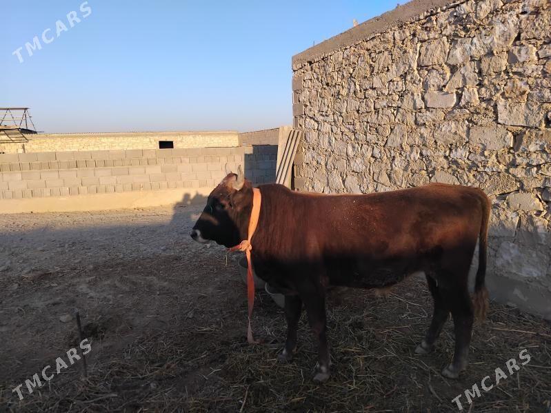 oküz - Gyzylarbat - img 4