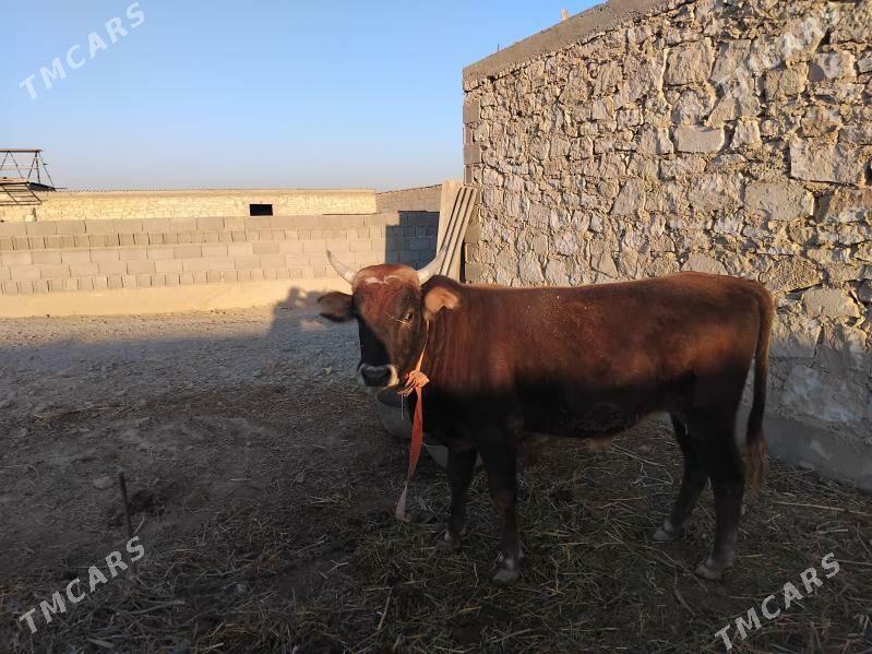 oküz - Gyzylarbat - img 5