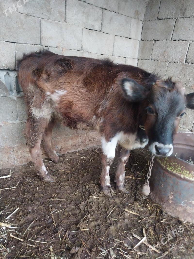 okuz - Бахарден - img 2