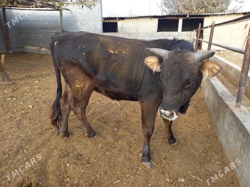 okuz - Бахарден - img 3