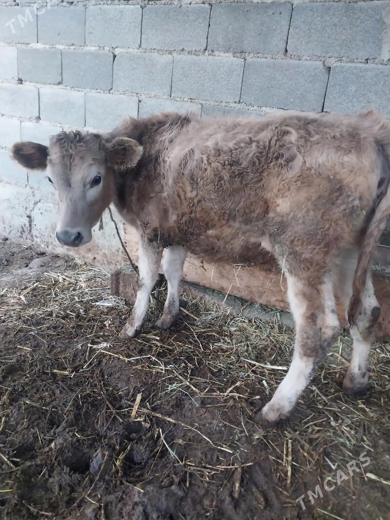 okuz - Бахарден - img 3