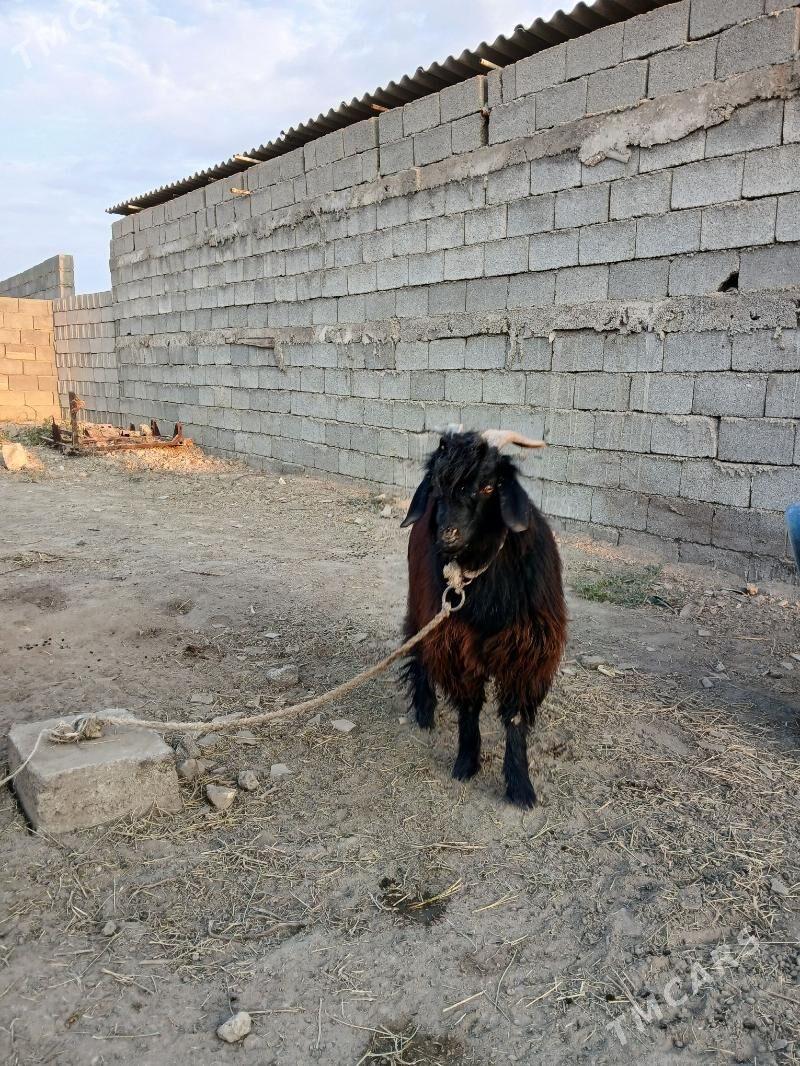 teke - Гёкдепе - img 3