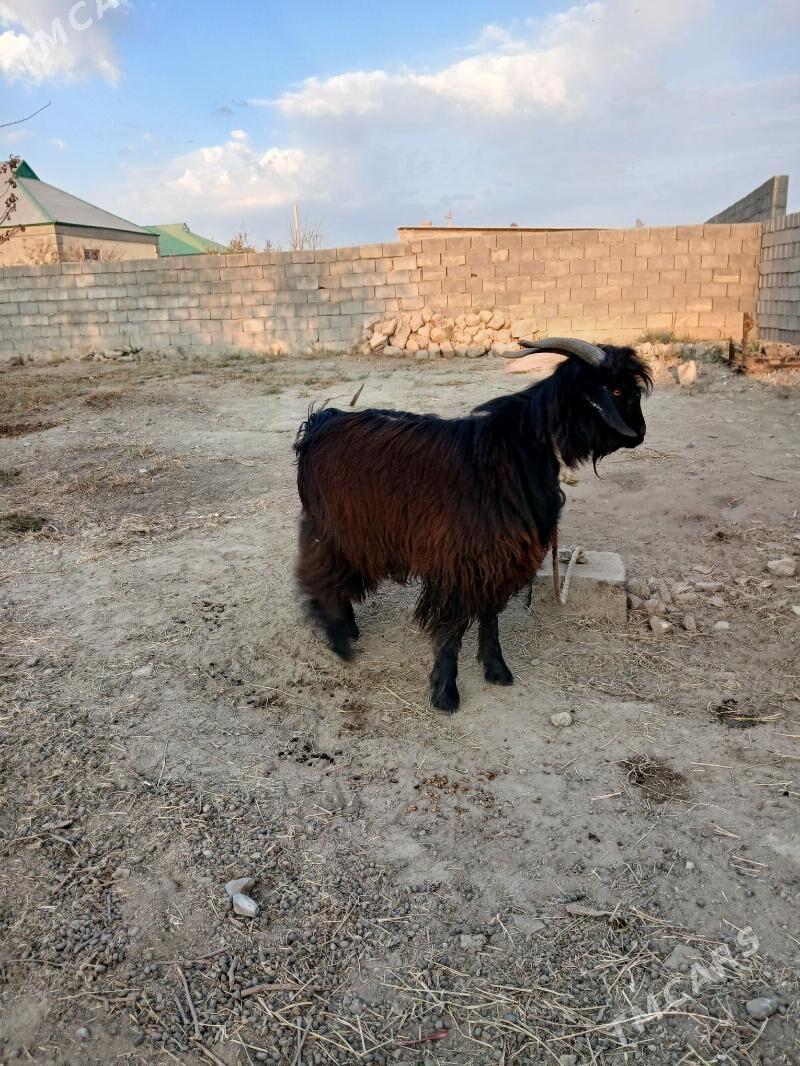 teke - Гёкдепе - img 2